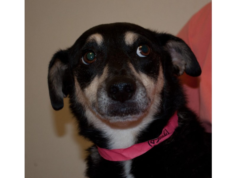 Local Animal Shelter Offering End Of Life Options Lake Elsinore, CA Patch