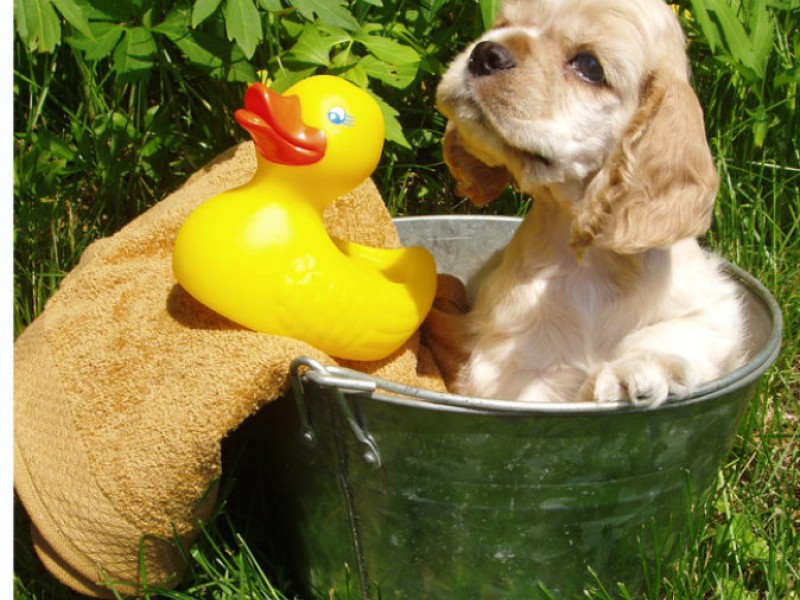 Wash a Dog, Take One Home and Run a Dirty Race AvonAvon Lake, OH Patch
