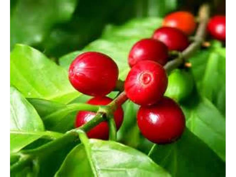 Journey to the Center of the Coffee Cherry Manassas, VA Patch