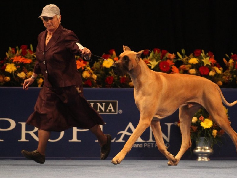 Great Dane from Bensalem Honored at National Dog Show Bensalem, PA Patch
