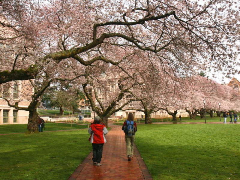 Catch the Spring Cherry Blossoms at the UW and the Arboretum Edmonds
