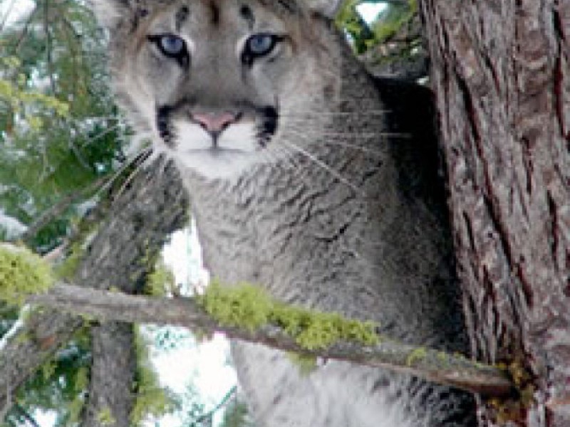 Wandering Cougar Killed In Bellevue A Healthy Two Year Old Male