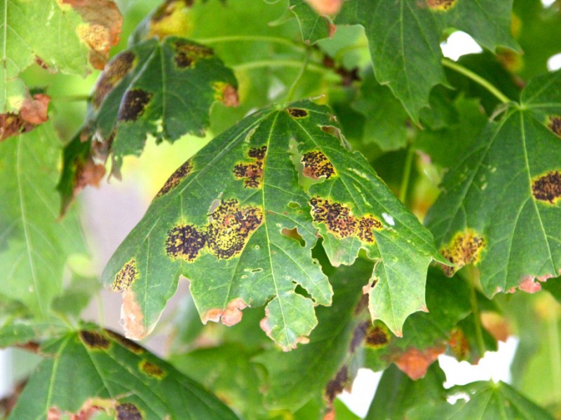 tree blight tree blight