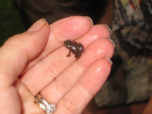 It’s Baby Frog and Toad Season in Rochester - Rochester, MI Patch