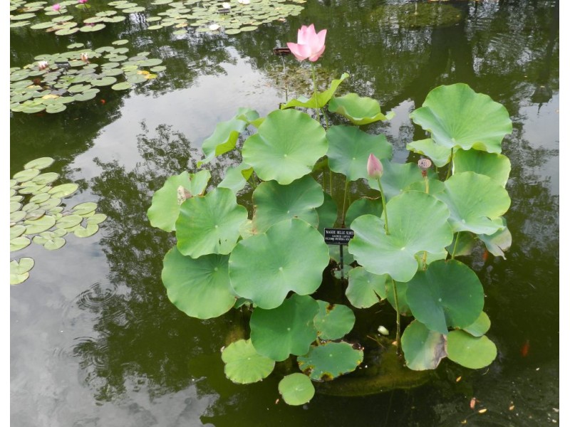 Photo Gallery Sacred Lotus In Full Bloom at Brooklyn Botanic Garden Prospect Heights, NY Patch