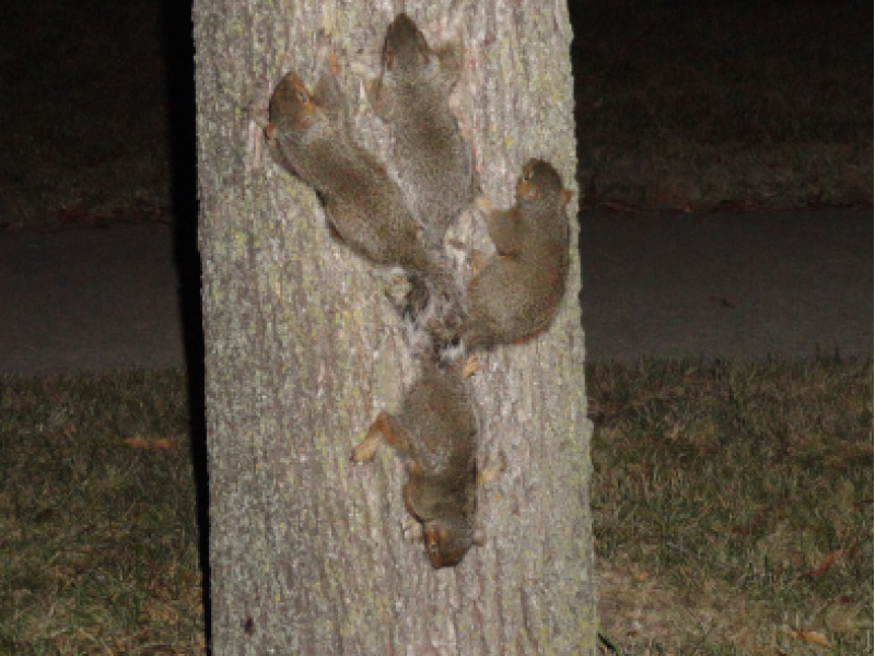 4 Baby Squirrels Have Tails Fused Together Buffalo Grove, IL Patch