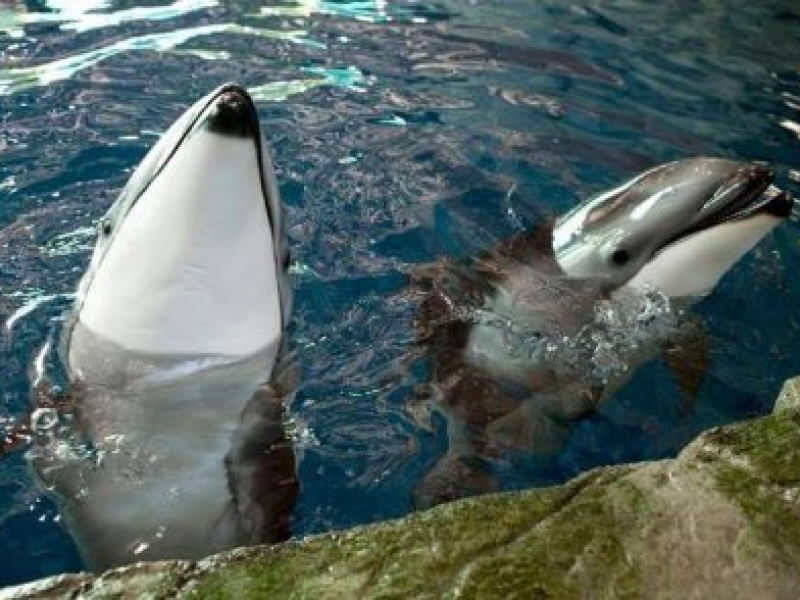 shedd offers free admission