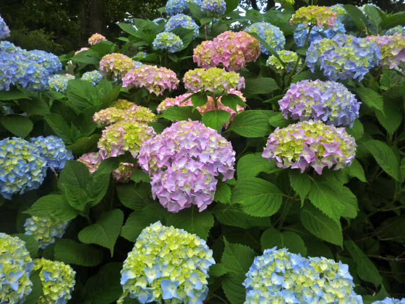 Take a look!!! It's a GREAT year for hydrangeas!!!! | Pleasantville, NY ...