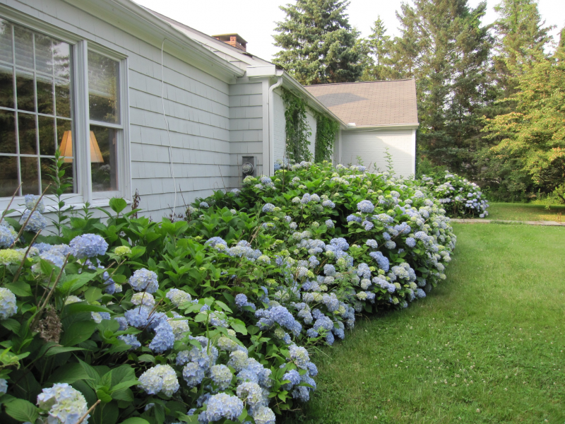 Take a look!!! It's a GREAT year for hydrangeas!!!! Pleasantville, NY