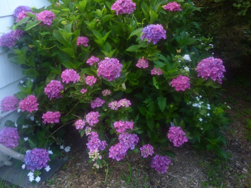Take a look!!! It's a GREAT year for hydrangeas!!!! Pleasantville, NY