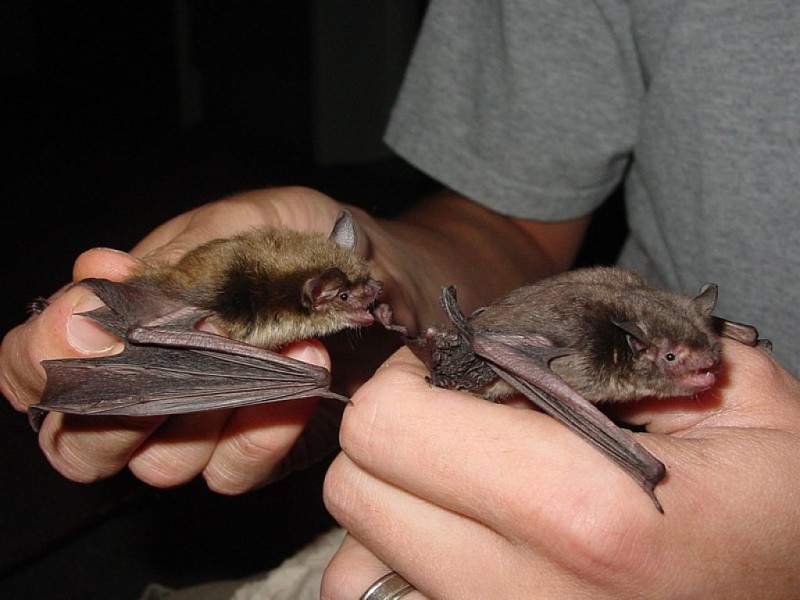 5 Interesting Facts About the Indiana Bat Twinsburg, OH Patch