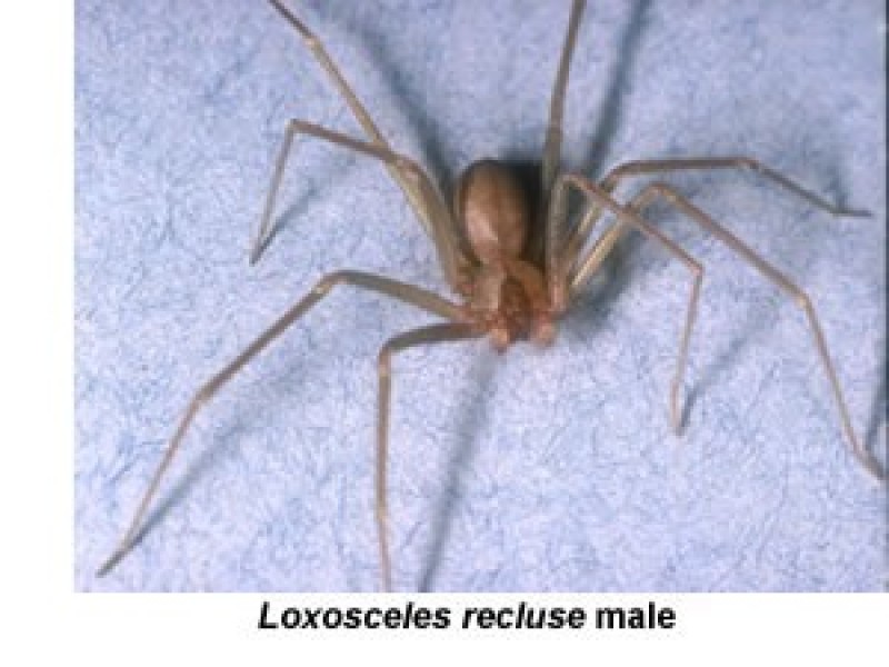 Venomous Spider Invasion Closes Elementary School In Pennsylvania ...