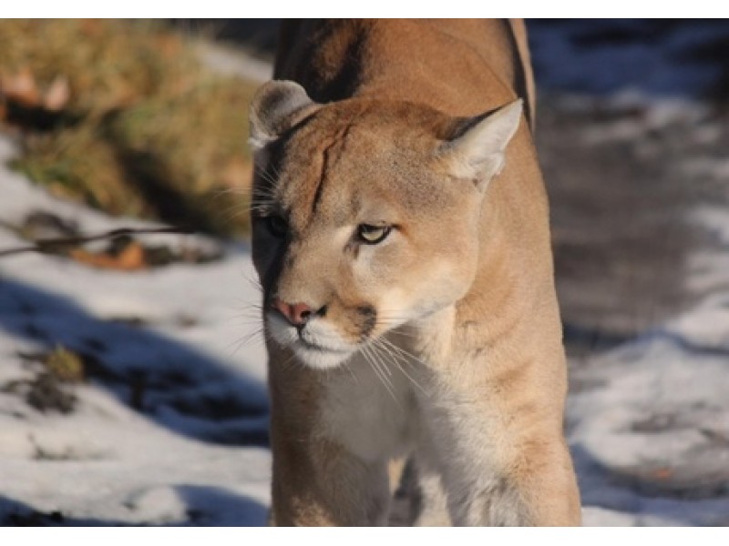 Pa cougar