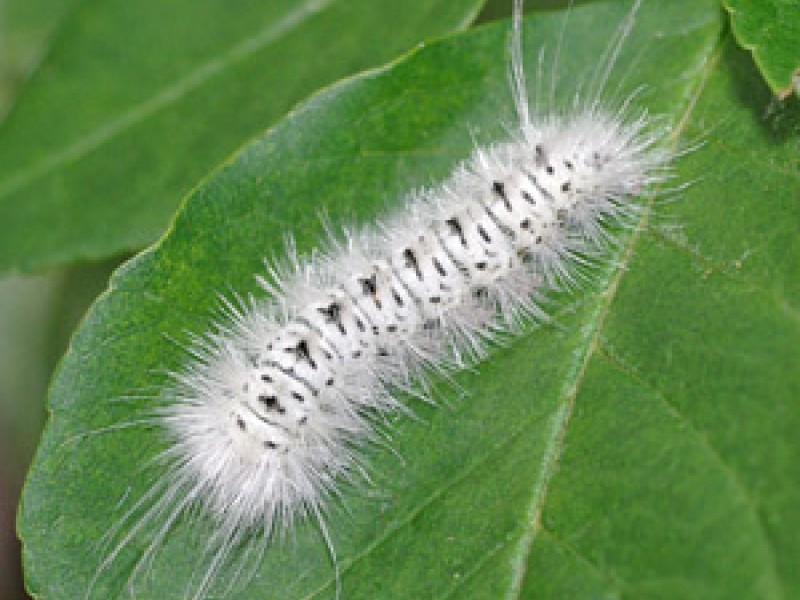 Poisonous Caterpillar Spotted In Pennsylvania Bensalem, PA Patch