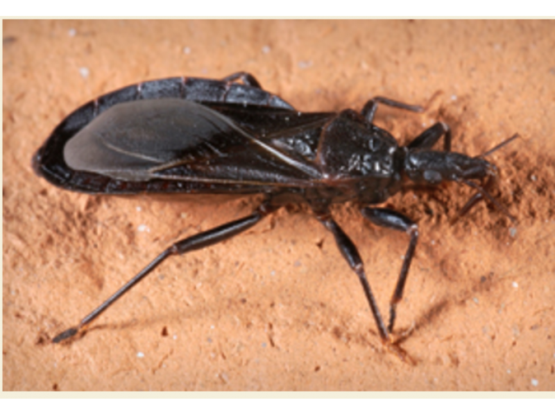 deadly-kissing-bugs-located-in-pennsylvania-bensalem-pa-patch