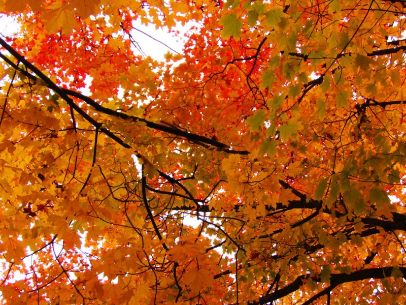 Share Photos of Sewickley's Fall Foliage Sewickley, PA Patch