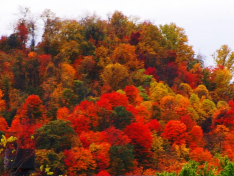 Share Photos of Sewickley's Fall Foliage Sewickley, PA Patch