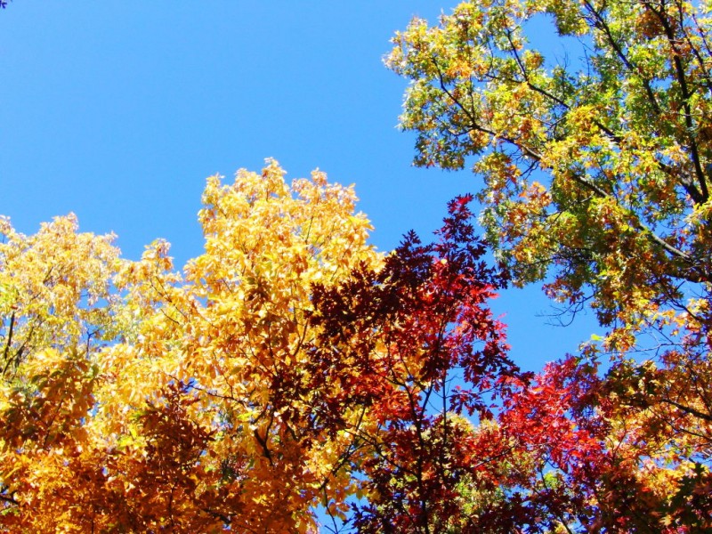 Share Photos of Sewickley's Fall Foliage Sewickley, PA Patch