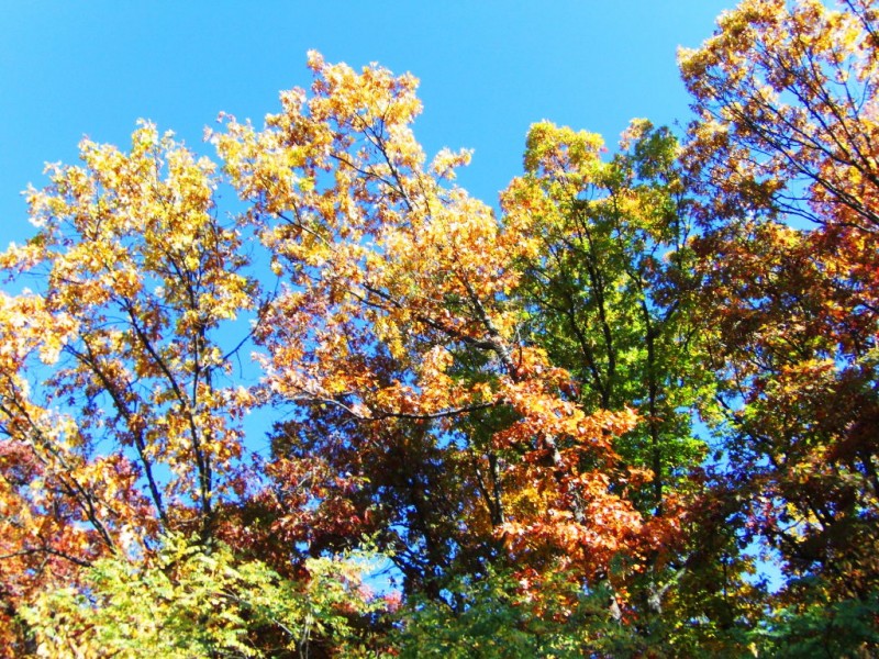 Share Photos of Sewickley's Fall Foliage Sewickley, PA Patch