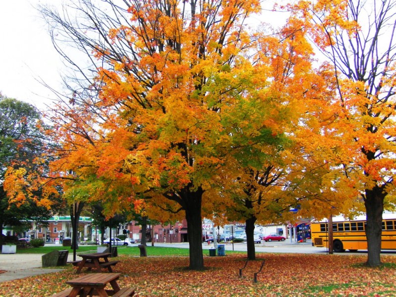 Share Photos of Sewickley's Fall Foliage Sewickley, PA Patch