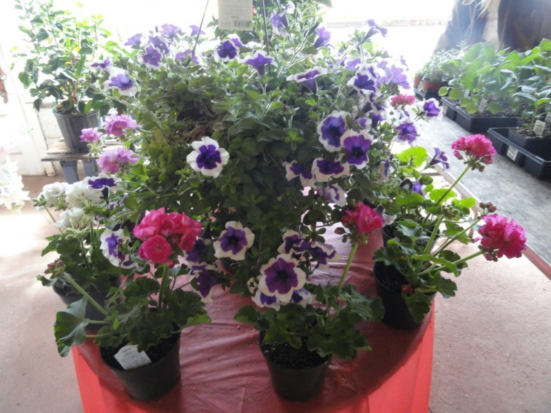 When is the Best Time to Plant Flowers? Levittown, PA Patch