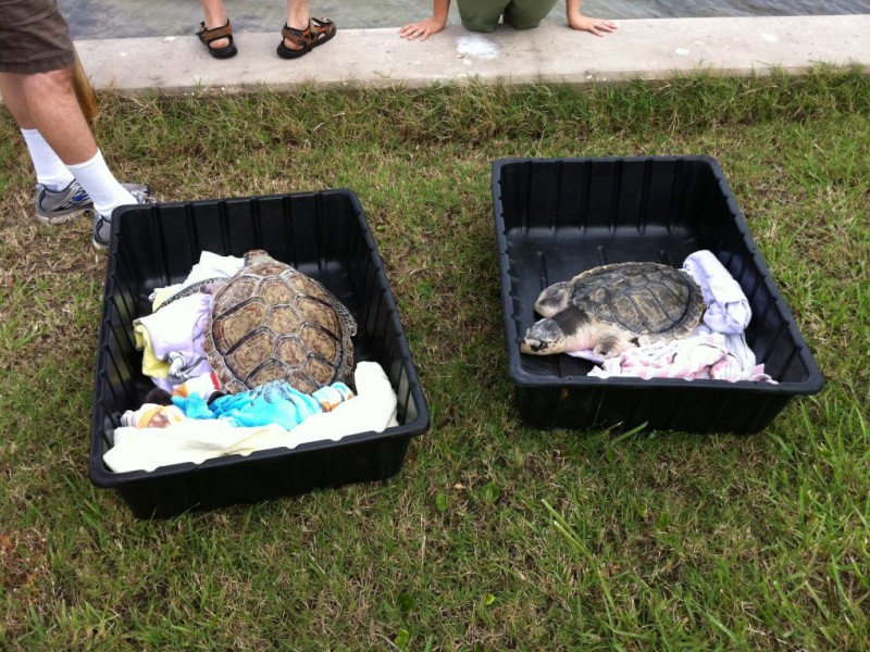 Veterinarian Releases First Sea Turtle Amputee at Honeymoon Island ...