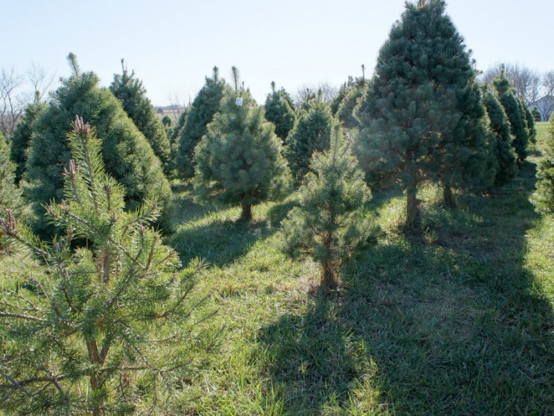 how to pick a christmas tree where near greenwich to cut how to pick a christmas tree where near greenwich to cut