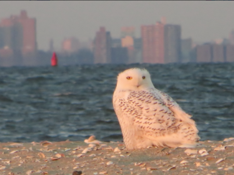 More Snowy Owl Sightings on Sandy Hook Rumson, NJ Patch