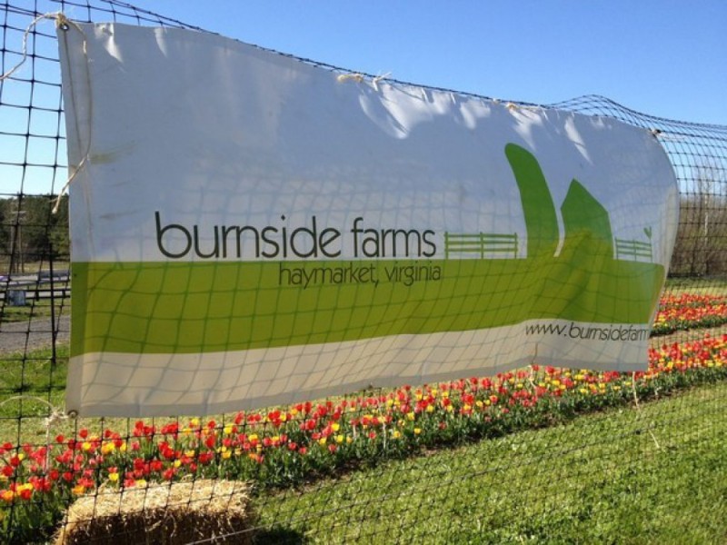Pick your own Tulips at Burnside Farms Manassas, VA Patch
