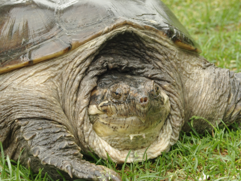 Do snapping turtles bite?