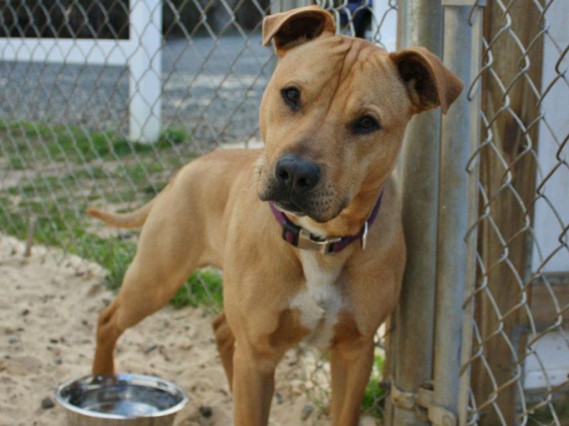 Little Rascals Animal Rescue Adoption Day | Holmdel, NJ Patch