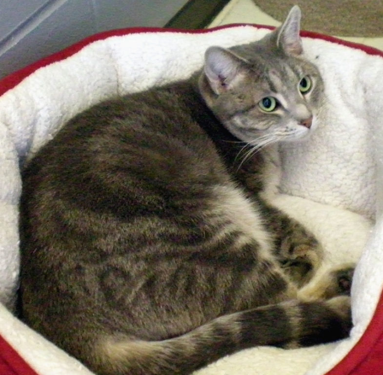 Tom Tom Kyla Montana Hailey Seeking New Homes Fenton High