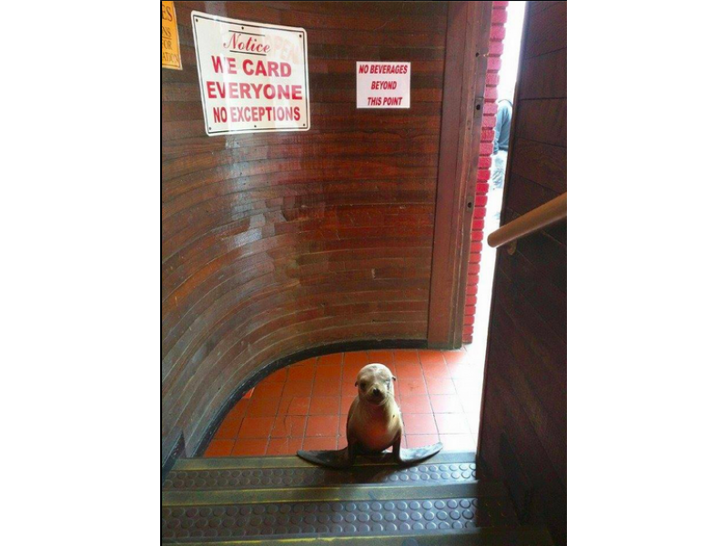 We Card Everyone Even Sea Lions In Newport Beach Bar We Card Everyone Even Sea Lions In Newport Beach Bar