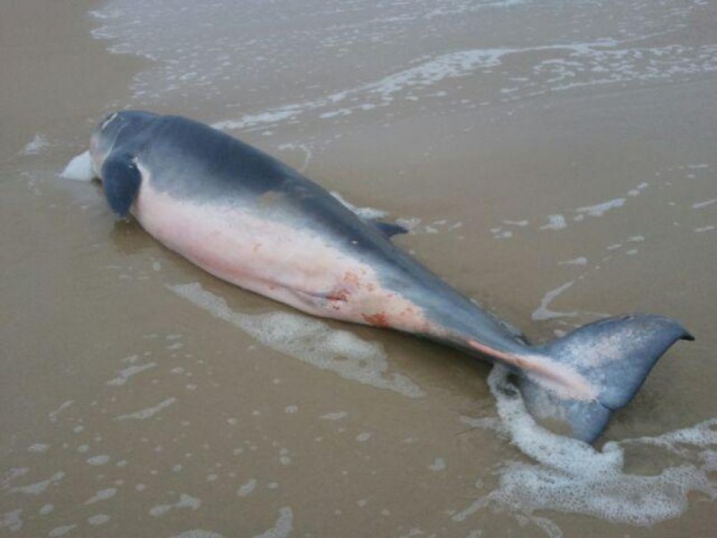 pigmy-sperm-whale