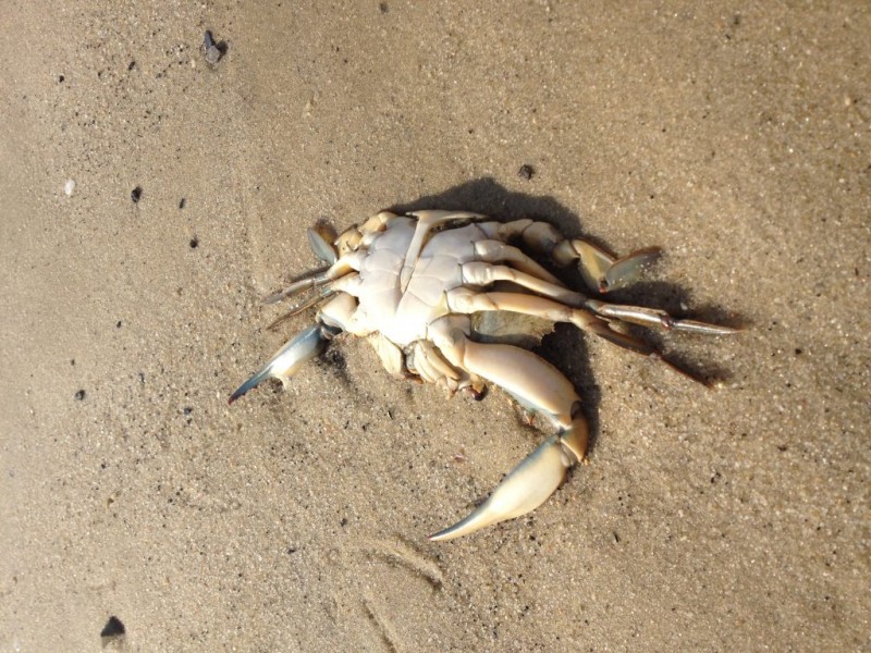 Authorities Vexed as Hundreds of Dead Crabs Wash Up on Shores