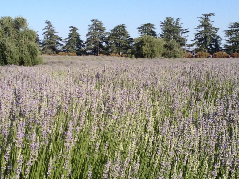 8th Annual Lavender Festival Continues This Weekend Banning, CA Patch