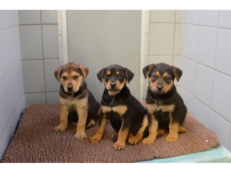 Nine Abandoned Puppies Up for Adoption at Humane Society ...