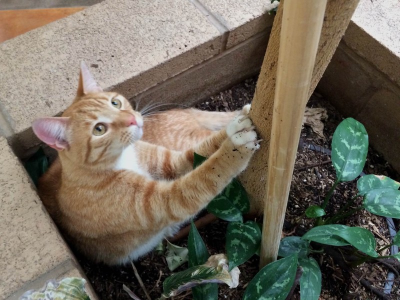 Kevin The Stowaway Cat Found Two Years Later 2 000 Miles From Home 