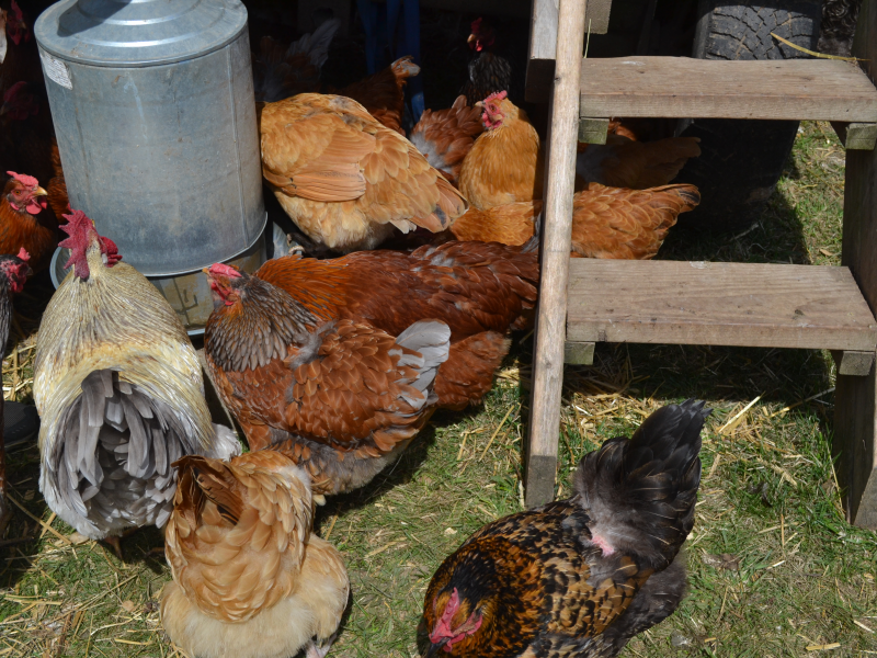 Historic Smithtown Farm Offers More Than Just History Smithtown, NY Patch