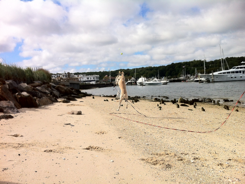 What to Do in Port Jefferson #79: Take Your Dog to the Beach | Port