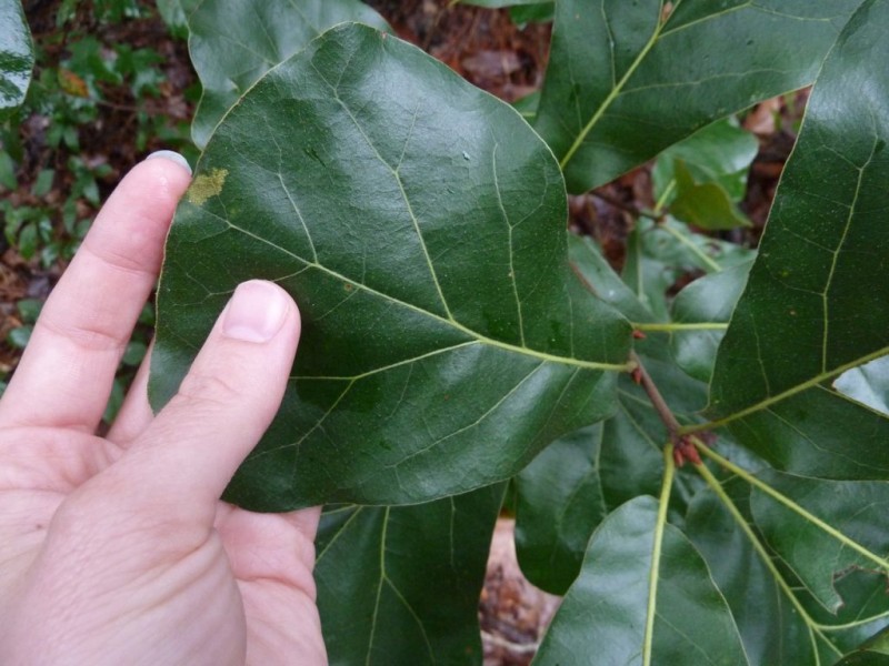 Blackjack Oak One Tough Tree Barnegat, NJ Patch