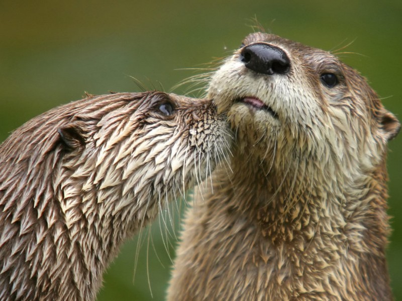 Otters at the Shore, in the Navesink Middletown, NJ Patch