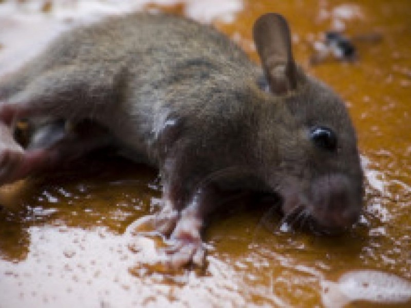 Glue Traps Are Cruel Fremont CA Patch