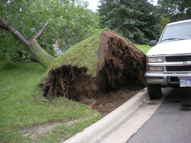 BLOG Why Trees Blow Over in a Storm! Eagan, MN Patch