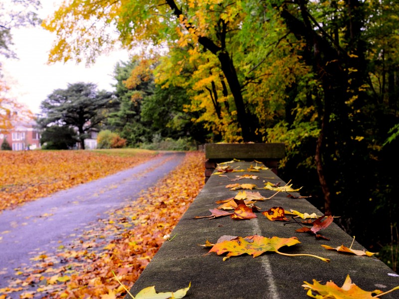 No. 97 Hike in Welwyn Preserve Glen Cove, NY Patch