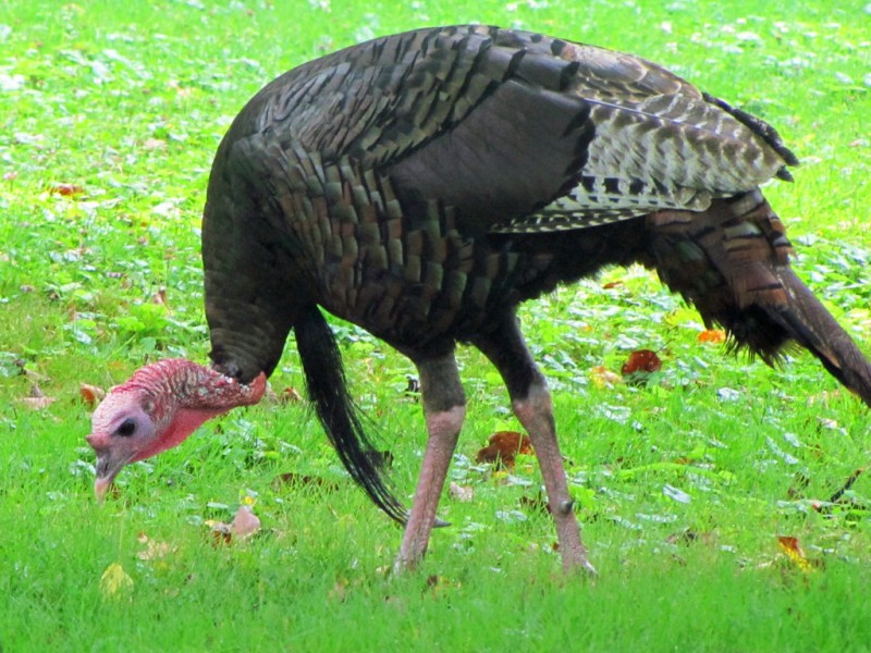 Wild Turkeys Prevalent Again in Pennsylvania After Nearly Vanishing