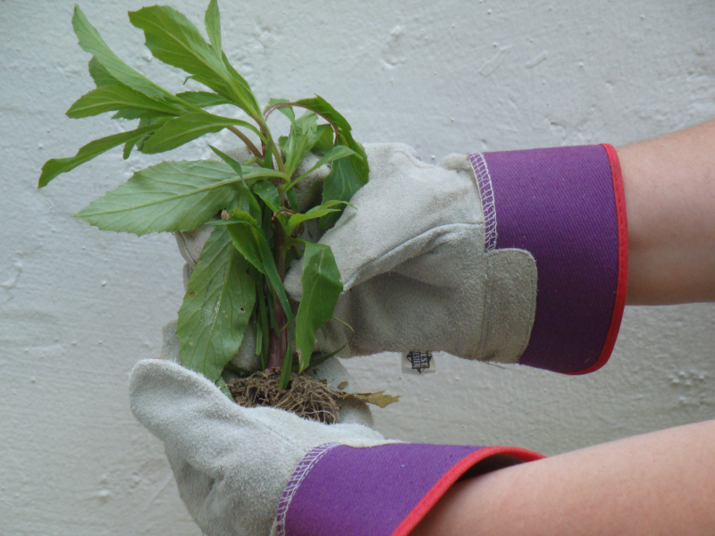 ACS Giving a Second Chance through Community Service Fairfax City