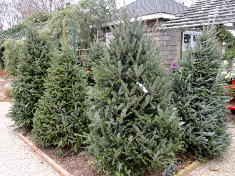15 places to buy a christmas tree east hton ny patch 15 places to buy a christmas tree east hton ny patch