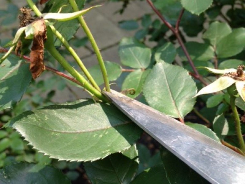 Knockout Roses Keep 'em Flowering All Summer Long Radnor, PA Patch