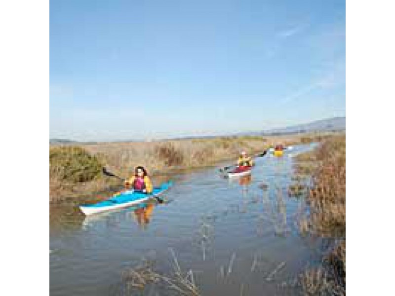 Petaluma Marsh Kayak Tour Petaluma, CA Patch